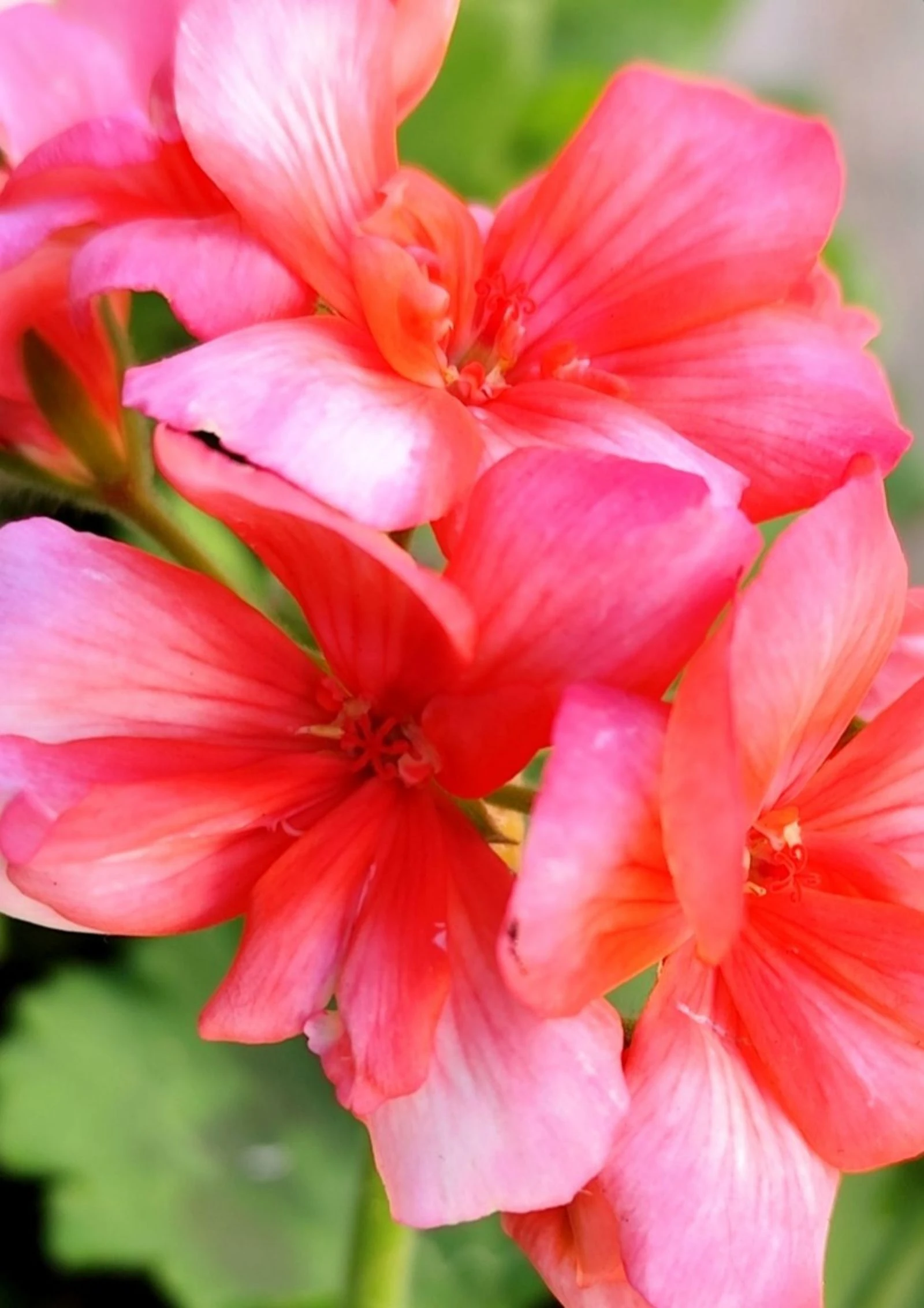 Oorbellen #Geranio coral – photo 3